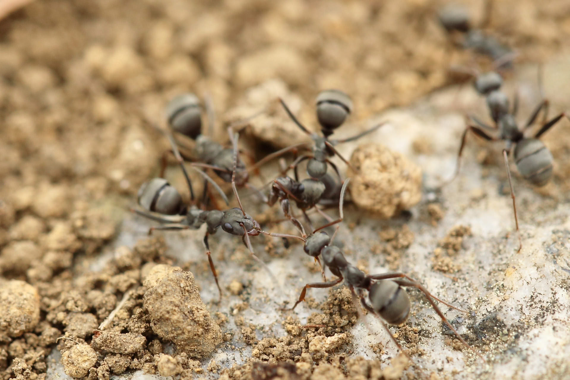 Pictures of ants on the dirt.
