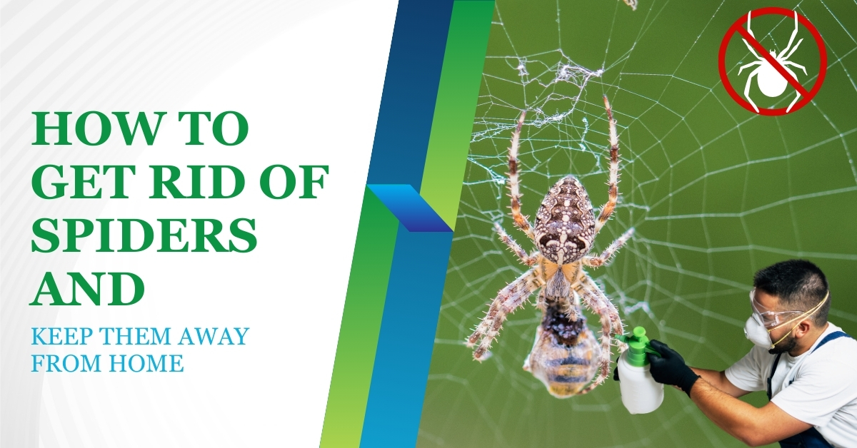 How to Get Rid of Spiders and Keep Them Away from Home | Bug-Masters