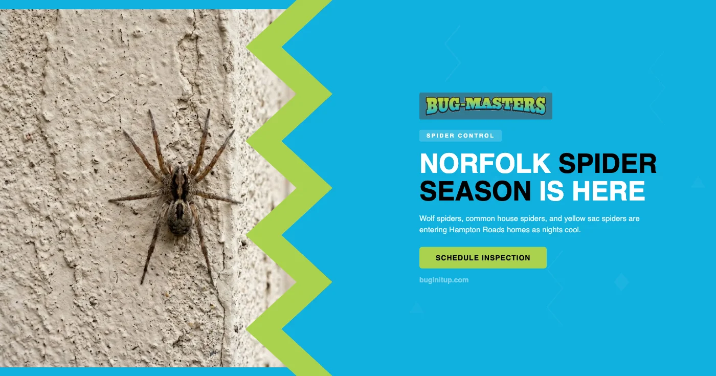 Late Summer Spiders in Norfolk, VA: Common Species Entering Hampton Roads Homes in August