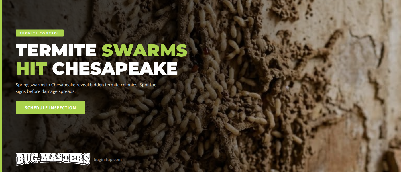 Spring Termite Swarms in Chesapeake, VA: Warning Signs Every Homeowner Should Spot | Bug-Masters