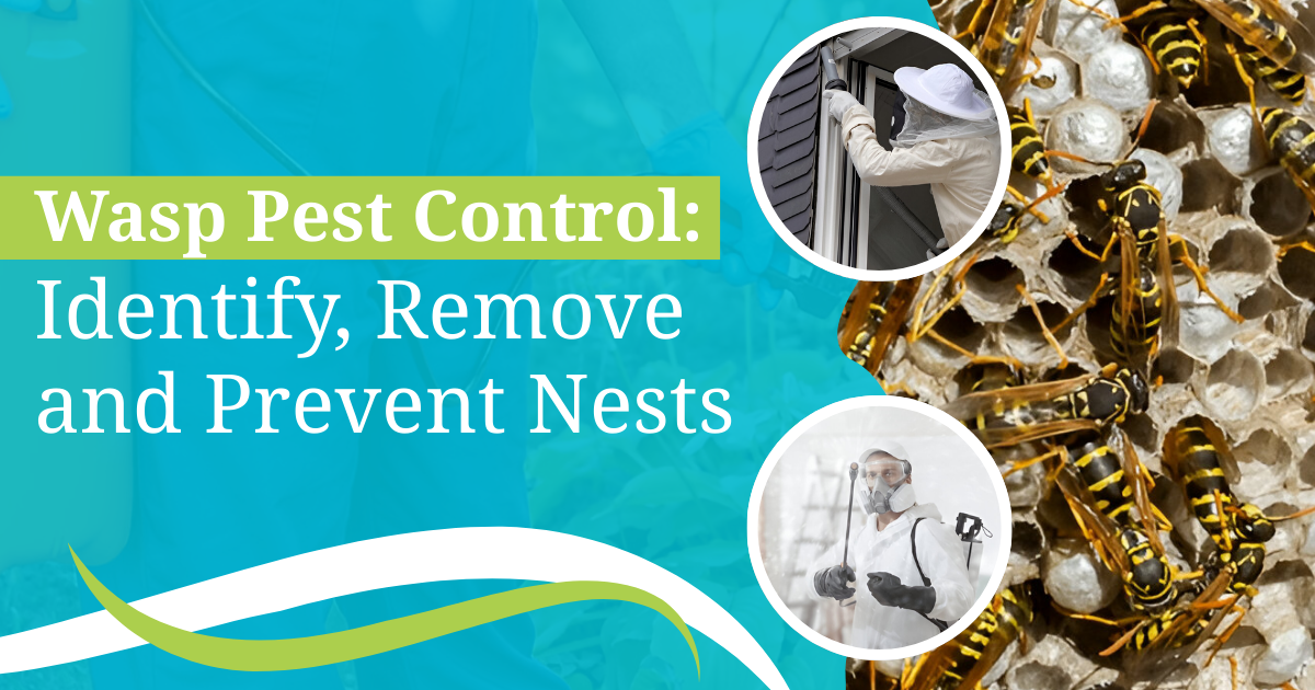 Wasp Pest Control: Identify, Remove, and Prevent Nests | Bug-Masters