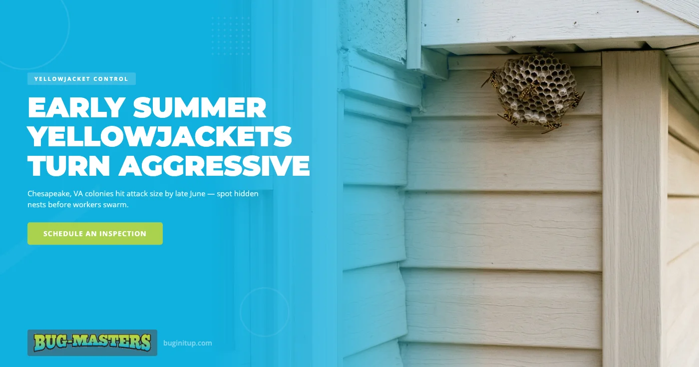 Yellowjacket Attacks in Chesapeake, VA This Summer