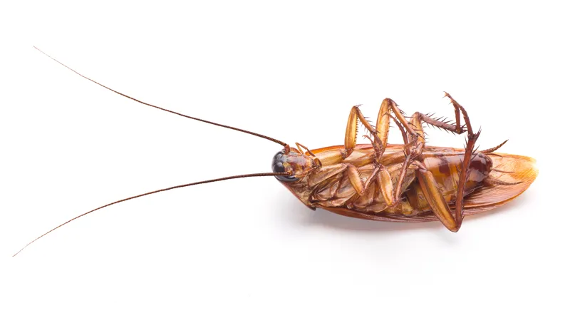 Cockroach eliminated by Bug-Masters LLC pest control in Virginia Beach, VA